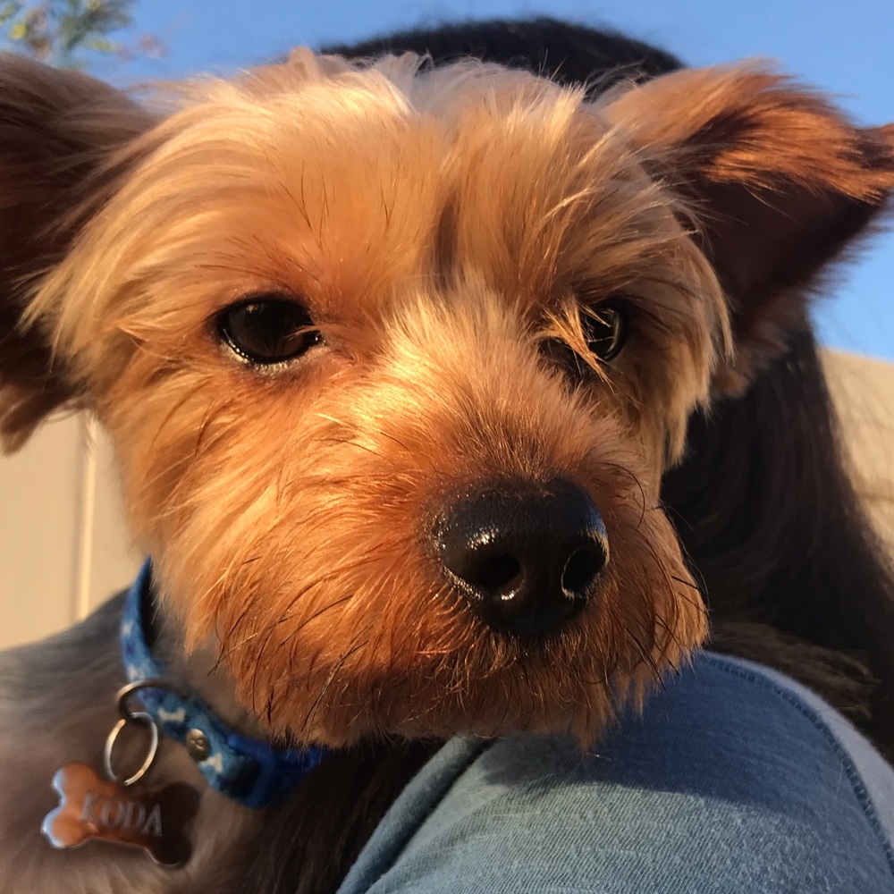 Meet your Posher, Koda